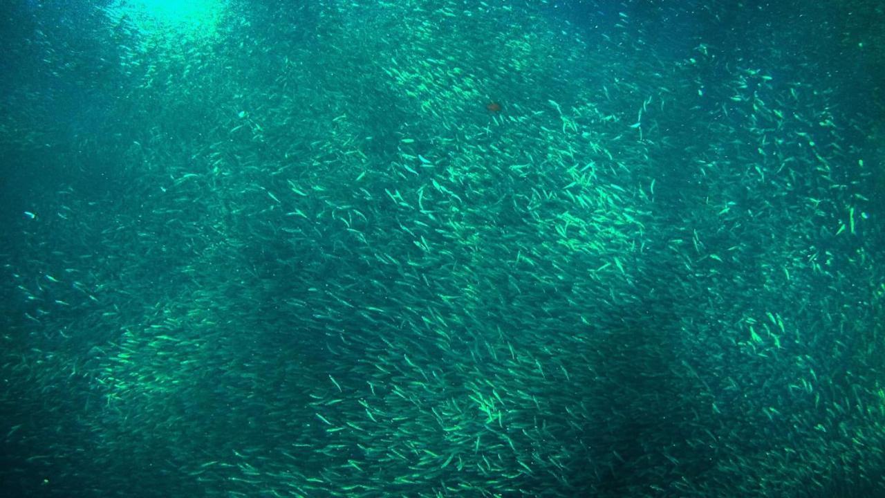 Marina Village Moalboal Kültér fotó